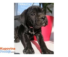 Stenci Cane Corso - Fotografija 2/4