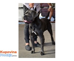 Stenci Cane Corso - Fotografija 3/4