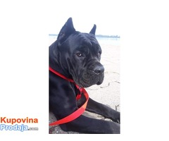 Stenci Cane Corso - Fotografija 4/4