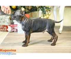 Chinese Chongqing Dog mužjak - Fotografija 4/4