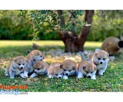 Japanska Akita (Akita Inu) stenci vrhunskog kvaliteta - Fotografija 3/5