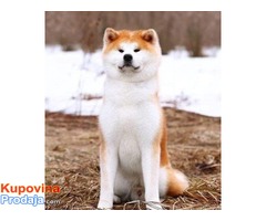 Japanska Akita (Akita Inu) stenci vrhunskog kvaliteta - Fotografija 4/5