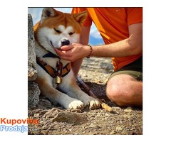 Japanska Akita (Akita Inu) stenci vrhunskog kvaliteta - Fotografija 5/5