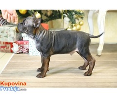 Chinese Chongqing Dog muzjak - Fotografija 3/4