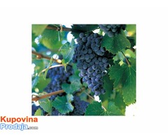 Sadnice vinove loze