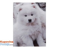 Samojed muško štene - Fotografija 2/4