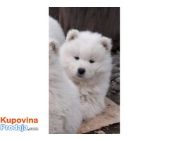 Samojed muško štene - Fotografija 3/4