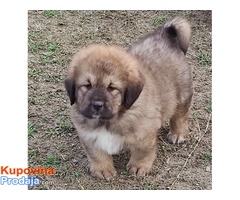 Tibetski mastif štenci - Fotografija 2/10