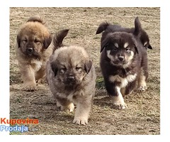Tibetski mastif štenci - Fotografija 3/10