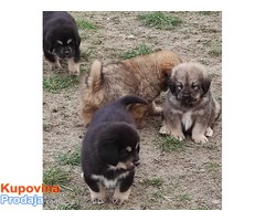 Tibetski mastif štenci - Fotografija 5/10