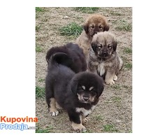 Tibetski mastif štenci - Fotografija 6/10