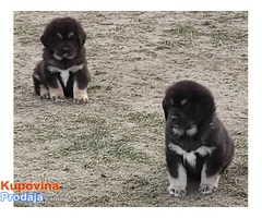 Tibetski mastif štenci - Fotografija 7/10