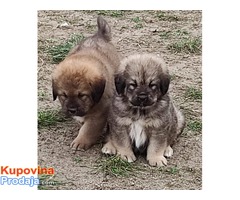 Tibetski mastif štenci - Fotografija 9/10