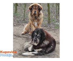 Tibetski mastif štenci - Fotografija 10/10