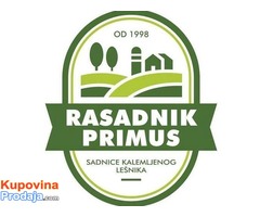 Kalemljeni lesnik-Rasadnik Primus - Fotografija 9/10