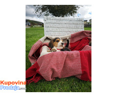 7 prekrasnih štenaca Beagle registriranih za Kc. - Fotografija 1/3