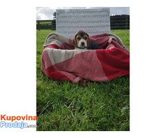7 prekrasnih štenaca Beagle registriranih za Kc. - Fotografija 2/3