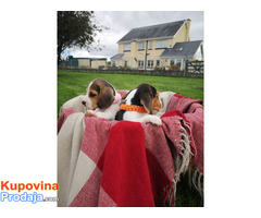 7 prekrasnih štenaca Beagle registriranih za Kc. - Fotografija 3/3
