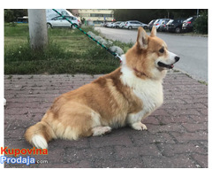 Korgi Pembroke za parenje - Fotografija 5/5