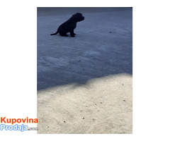 Stafordski bul terijer štene na prodaju - Fotografija 5/6