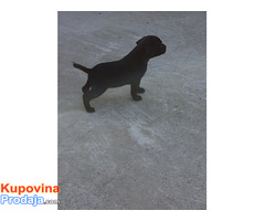 Stafordski bul terijer štene na prodaju - Fotografija 6/6