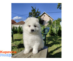 Sibirski samojed štenci - Fotografija 1/9