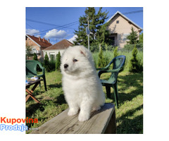 Sibirski samojed štenci - Fotografija 2/9