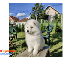 Sibirski samojed štenci - Fotografija 3/9