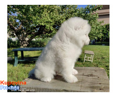 Sibirski samojed štenci - Fotografija 4/9