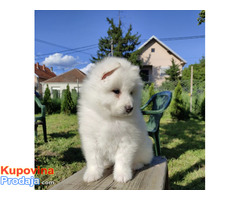 Sibirski samojed štenci - Fotografija 5/9