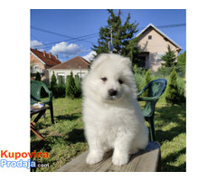 Sibirski samojed štenci - Fotografija 6/9