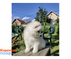 Sibirski samojed štenci - Fotografija 7/9