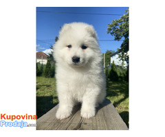 Sibirski samojed štenci - Fotografija 8/9