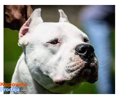 Dogo argentino štenci - Fotografija 5/6