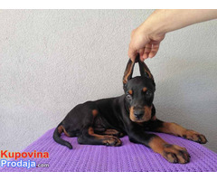 Doberman prvobirano štene na prodaju - Fotografija 1/3