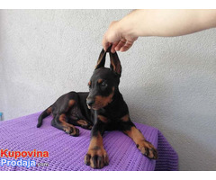 Doberman prvobirano štene na prodaju - Fotografija 2/3