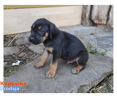Srpski odbrambeni pas štenci - Fotografija 5/8