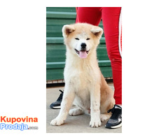 Japanska AKITA INU - Fotografija 3/10