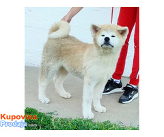 Japanska AKITA INU - Fotografija 5/10