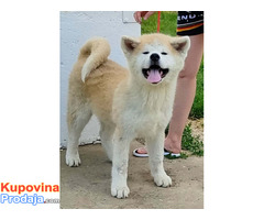 Japanska AKITA INU - Fotografija 6/10