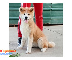 Japanska AKITA INU - Fotografija 7/10