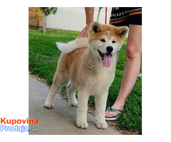 Japanska AKITA INU - Fotografija 9/10