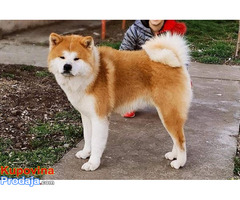 Japanska AKITA INU - Fotografija 10/10