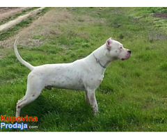 Mužjak dogo argentino za parenje - Fotografija 1/3