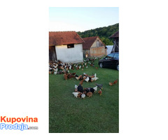 Domaće kokoške