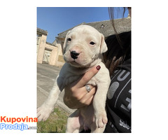 Dogo Argentino štenci - Fotografija 1/4