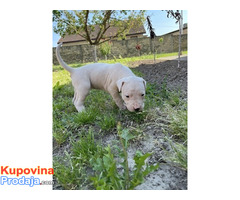 Dogo Argentino štenci - Fotografija 2/4