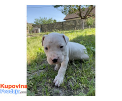 Dogo Argentino štenci - Fotografija 3/4