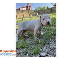 Dogo Argentino štenci - Fotografija 4/4