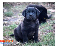 Labrador retriver, štenci - Fotografija 1/4